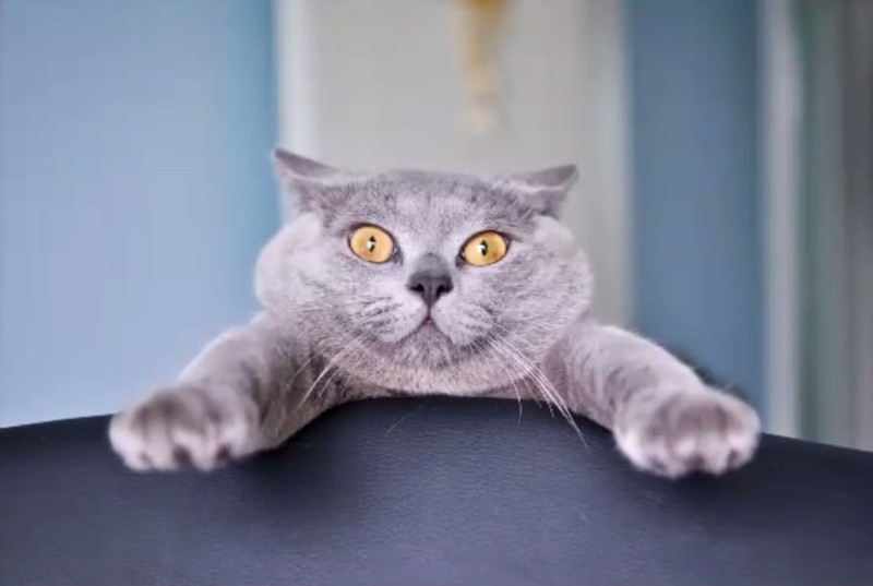 Создать мем: британский короткошерстный кот серый, кот, британский кот