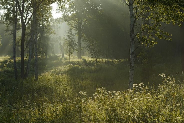 Create meme: foggy morning in the forest, fog in the forest, foggy morning in a birch grove