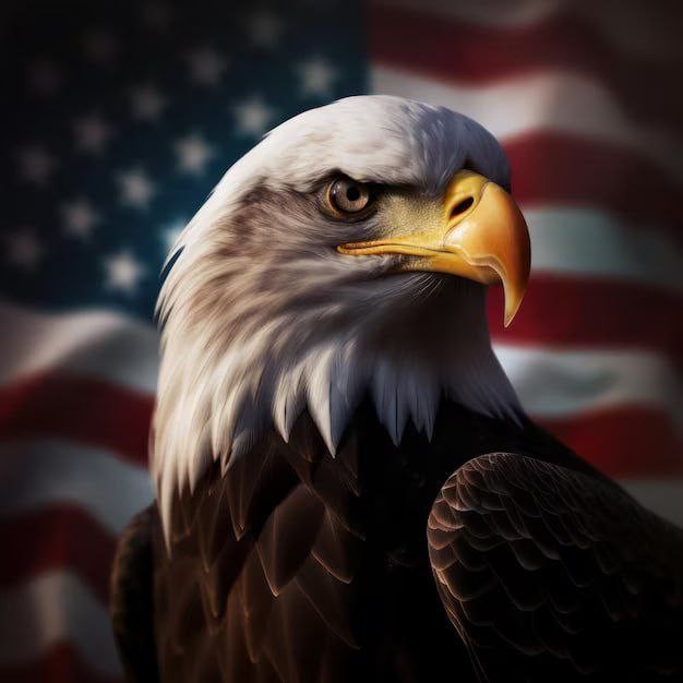 Create meme: bald eagle usa, eagle , the american eagle