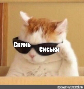 Create meme: cat, cat, cat with sunglasses meme