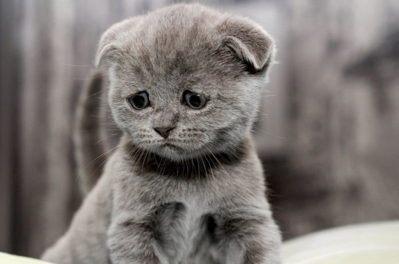Создать мем: шотландская кошка, грустный кот, вислоухий британец голубоглазый