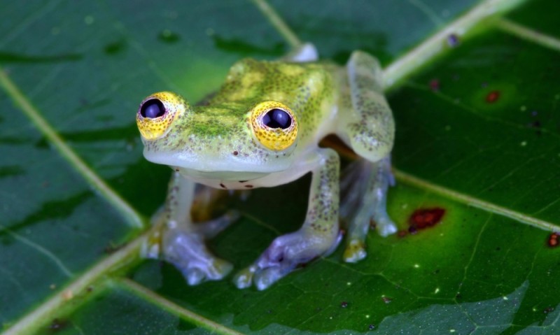 Создать мем: frog, лягушка жаба, стеклянная лягушка