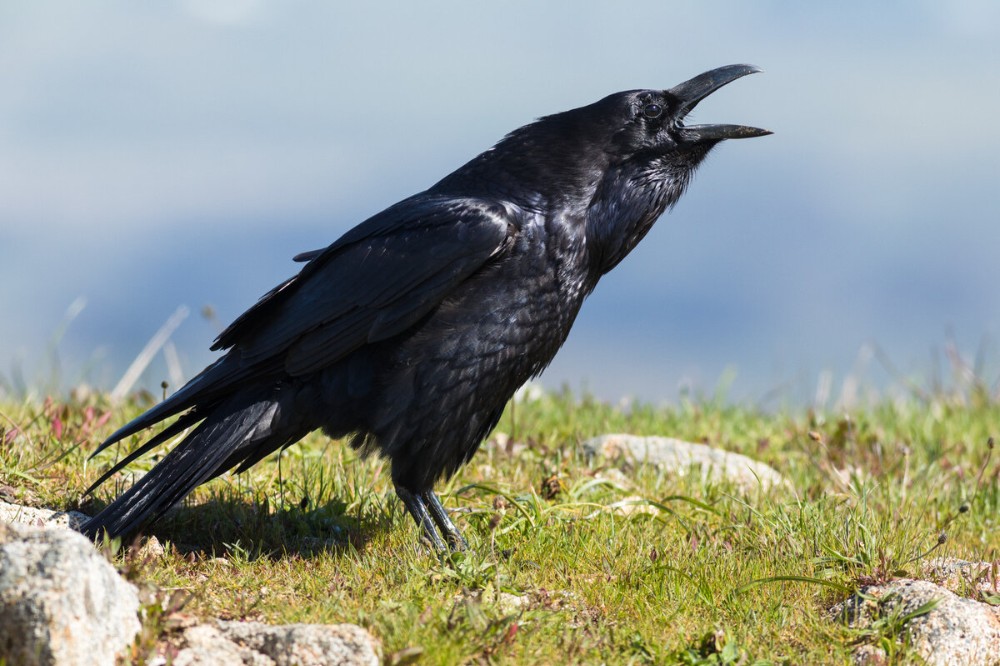Create meme: corvus corax bird, The Kuril Raven, Raven crow