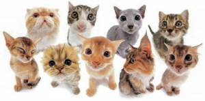 Создать мем: the cat collection бенгальский кот, кошечка, рар кот