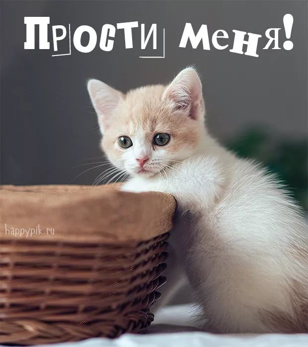 Create meme: cute kittens, Sadness kitten, the cat is sad and likes