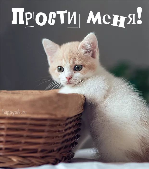 Создать мем: кот, очаровательные котята, котик грустит и лайк