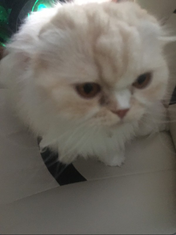 Создать мем: персидский кот, белый персидский кот, скоттиш фолд