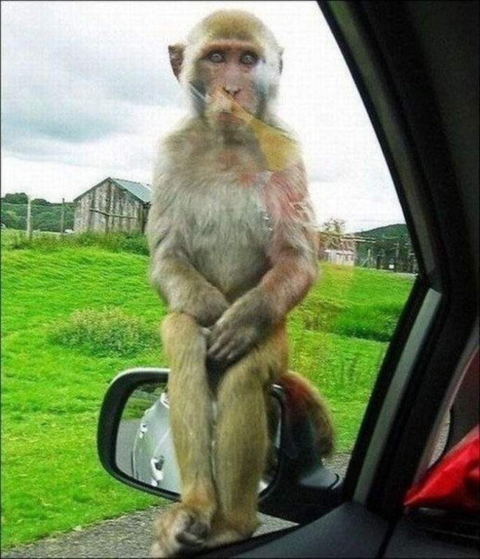 Create meme: A smart and beautiful monkey, The macaque is funny, The monkey is smart and beautiful