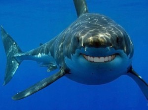 Create meme: tiger shark, shark large, shark