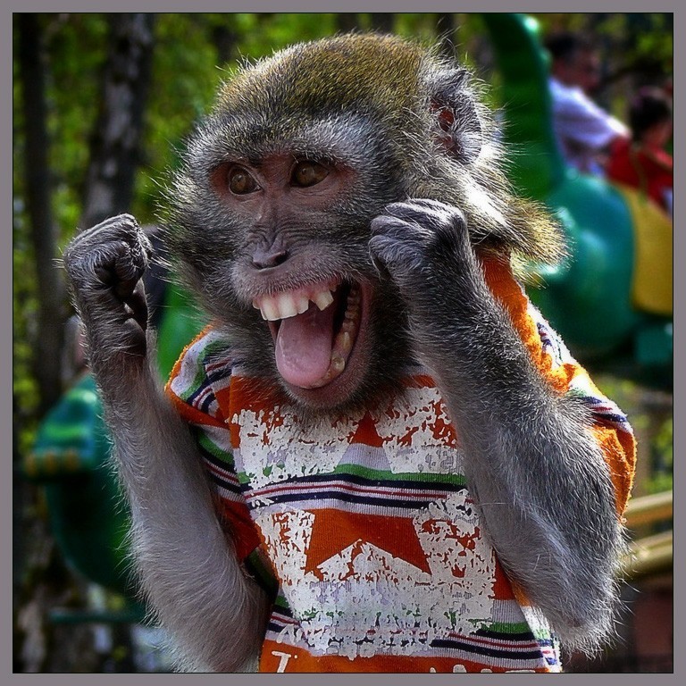 Создать мем: смешные обезьяны с надписями, обезьяна в отпуске, смешные обезьянки