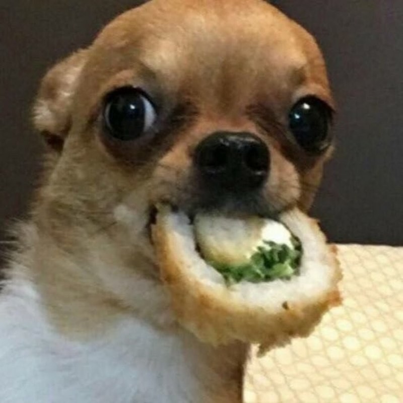 Create meme: chihuahua, meme dog with a roll, funny Chihuahua