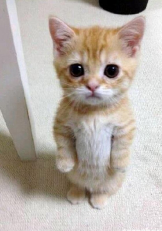 Create meme: the begging cat, cute cats , very cute kittens 