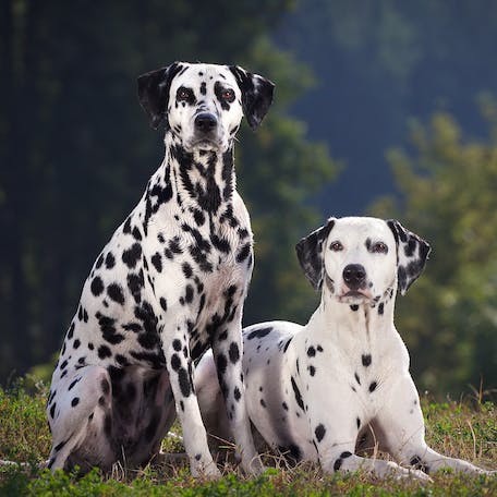 Create meme: Dalmatian great dane, dog breed Dalmatian, Dalmatian