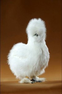 Create meme: chicken with furry paws, Chinese fluffy chickens, Chinese silk chickens breed