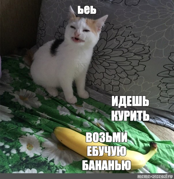 banana cat png,cat meme,кошка и банан,cat no banana,silly cat...