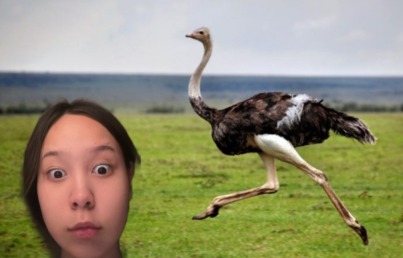 Create meme: ostrich bird, ostriches , ostrich is a migratory bird