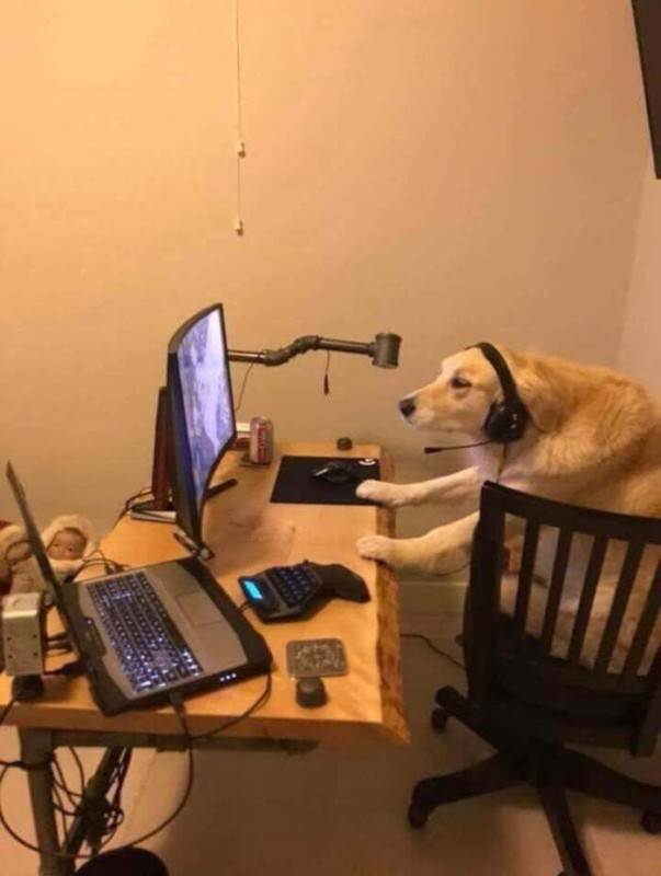 Create meme: dog , twitch.tv, dog gamer