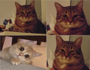 Создать мем: мемы с котами популярные, котэ, довольный кот из мема