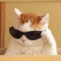 Create meme: cat with glasses, cool cat meme