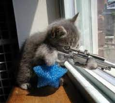 Create meme: cat with a gun, cat, cat with a gun