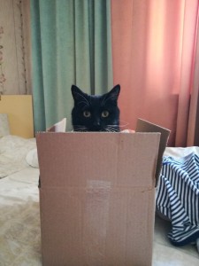Создать мем: кошка в коробке, котик в коробке, смешной кот в коробке