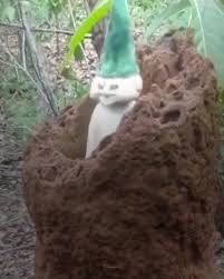 Создать мем: termitiere, термиты и термитники внутри, растение