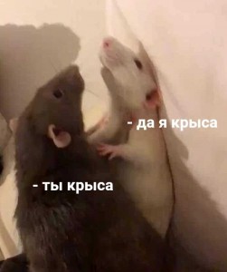 Create meme: You're a rat and I'm a beauty, Yes, I'm a rat, I am a rat yes I am a rat