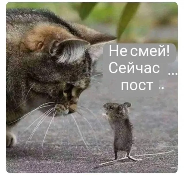 Создать мем: кошка ловит мышь, кот и мышка, кошка поймала мышь