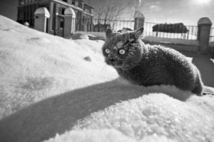 Create meme: frost, cat, snow