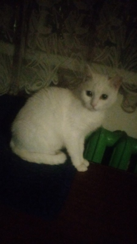 Создать мем: турецкая ангора кошка, кошка белая, найдена белая кошка
