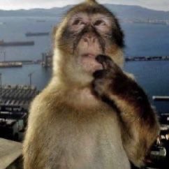 Create meme: the monkey thought about it, the monkey is funny, monkey