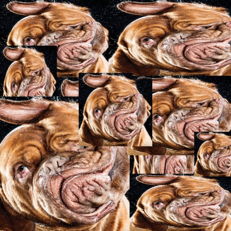 Create meme: dog , a dog with folds, funny dog