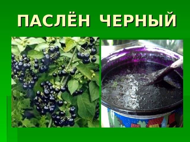 Create meme: black nightshade, edible black nightshade, Nightshade Sunberry