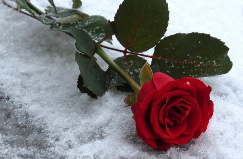 Create meme: roses in the snow, A red rose in the snow, roses in winter