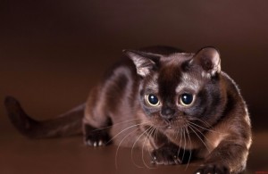 Создать мем: шоколадная бурма, бурманские котята, кошка стоит