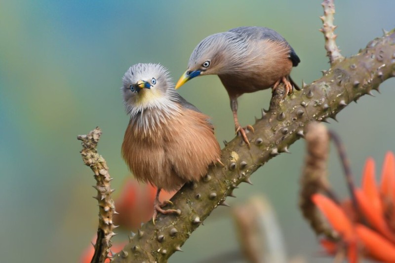 Create meme: grey-headed starling, birds , bird bird