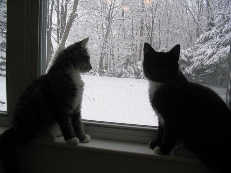 Создать мем: сидит на окне, кот смотрит в окно, окно