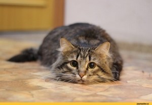 Создать мем: cat, август кот, кот барсик игривый