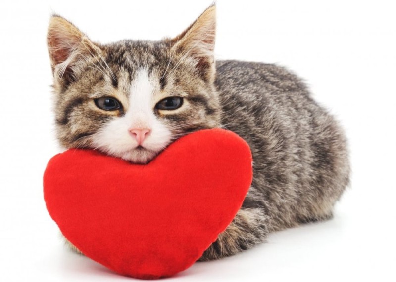 Создать мем: три кота сердце, кот с сердцем, кот сердечко