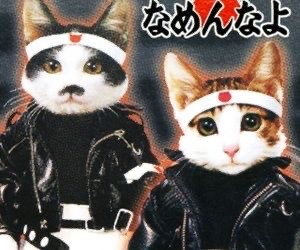 Создать мем: кошка кошка, смешные кошки, коты байкеры