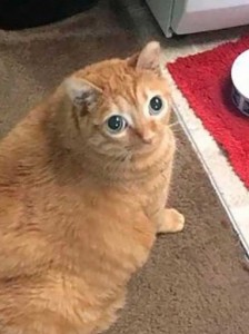 Create meme: cat funny, bug-eyed cat, cat