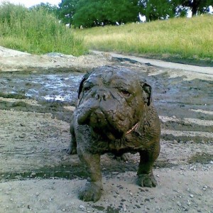 Create meme: dog plays, the owner, in the mud