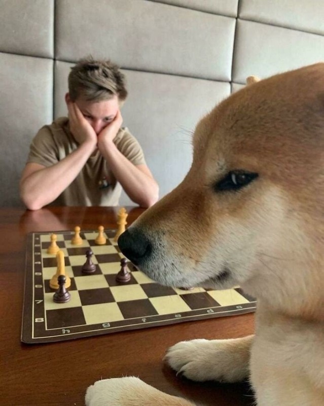 Создать мем: животные, кот и шахматы, шахматы коты