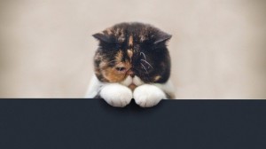 Создать мем: обиженный кот, экзотическая короткошерстная кошка с морской свинкой, котик загрустил