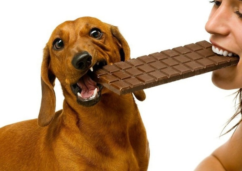 Создать мем: собака ест шоколад, можно ли собакам шоколад, собака шоколадка
