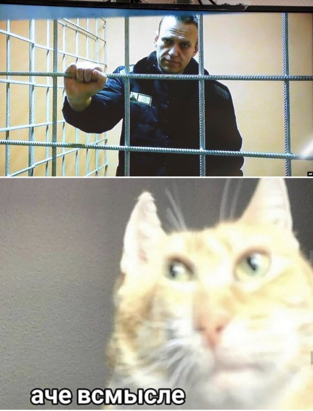 Создать мем: мемы с котами, мемы и приколы, ачёвсмысле кот