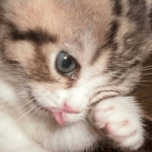 Create meme: adorable kittens, crying cat, cute cats