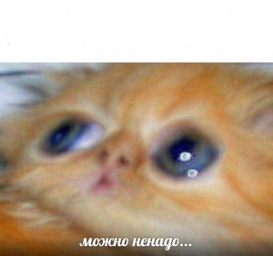 Create meme: cats, cat, crying red cat meme
