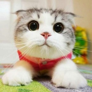 Create meme: cute cats, cat, seals cute cute
