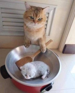 Create meme: cat, cats funny, the cat in the pan